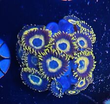 Scrambled eggs zoa for sale  Columbia