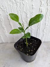 Kaffir lime tree for sale  Jacksonville
