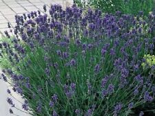 Lavender munstead aromatic for sale  WORKSOP