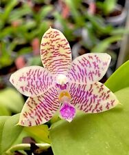 Phalaenopsis lueddemanniana or for sale  Shipping to Ireland