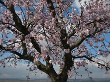 Mandelbaum prunus dulcis gebraucht kaufen  Kallmünz