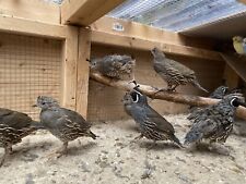 Californian quail hatching for sale  GLOUCESTER