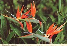 Postcard HI Hawaiian Flowers Bird of Paradise Exotic Orange Colorful Strelitzia, used for sale  Shipping to South Africa