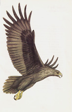 Young sea eagle for sale  COLNE