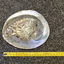 Abalone shell for sale  NEWCASTLE UPON TYNE