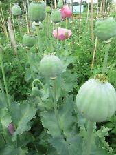 Papaver setigerum seeds for sale  LONDON