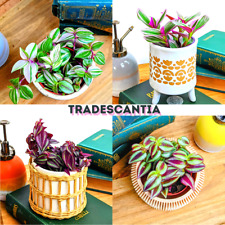Tradescantia large selection for sale  SALTBURN-BY-THE-SEA