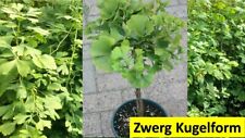 Ginkgo biloba mariken gebraucht kaufen  Saterland