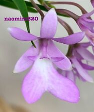 Epidendrum centropetalum multi for sale  Bogalusa