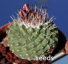 Rare succulent live for sale  Shipping to United Kingdom