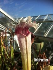 Sarracenia seed pink for sale  HELSTON