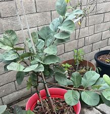 Grafted taiwanese seedless for sale  Garden Grove