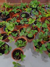 Strawberry potted plants for sale  ST. HELENS