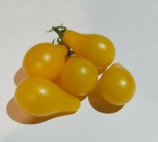 Samen tomate gelbes gebraucht kaufen  Greifswald-Eldena