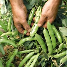 Broad beans sutton for sale  IPSWICH