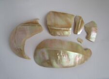 Mother pearl seashell for sale  MANSFIELD