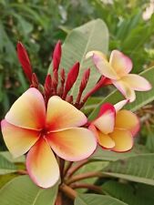 Hawaiian plumeria frangipani for sale  San Antonio