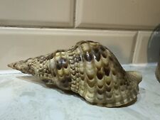 Triton conch seashell for sale  CHESTERFIELD