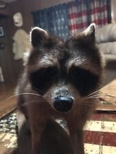 Raccoon taxidermy full for sale  Timberlake