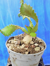 Euphorbia stellata rar gebraucht kaufen  Ochtrup