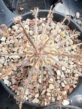 Pelargonium hirtum, Caudex, Nice Succulent 13/02/2023, used for sale  Shipping to South Africa