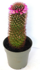 Mammillaria kaktus sukkulente gebraucht kaufen  Gronau