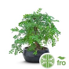 Moringa bonsia tree for sale  MANCHESTER