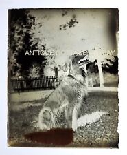 1895 antique dog for sale  Avondale