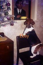 35mm slide beagle for sale  SHERINGHAM