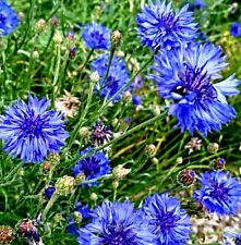 Centaurea cyanus samen gebraucht kaufen  Speckhorn