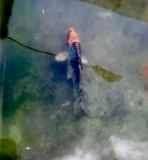 Butterfly koi fish for sale  WIGAN