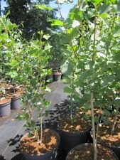 Populus nigra italica gebraucht kaufen  Zetel