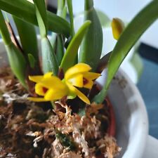 Maxillaria variabilis rchidee gebraucht kaufen  Bückeburg