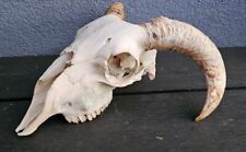 Sheep skull horns. for sale  PLYMOUTH