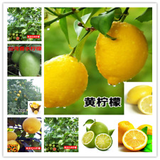 Seeds lemon lime for sale  Goldsboro