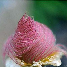 10 semillas flor humo de pradera - Geum triflorum - flores rosas curiosas prado, usado comprar usado  Enviando para Brazil