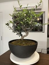 bonsai gelso usato  San Severo