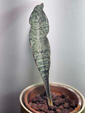 Sansevieria eleanor rare for sale  REIGATE