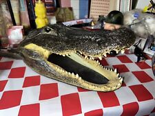 Big gator head for sale  Wilkes Barre