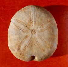 Oursin fossile jurassique d'occasion  Cuxac-d'Aude