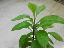 Longevity spinach starter for sale  Ocala