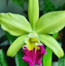 cattleya for sale  NOTTINGHAM