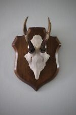 Taxidermie ancienne superbe d'occasion  Grenoble-
