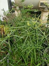 Piantecyperus alternifoglius p usato  Manduria