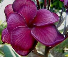 Fresh seeds frangipani for sale  Shipping to Ireland