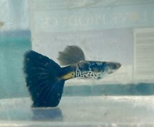 Galaxy blue tail for sale  Hialeah