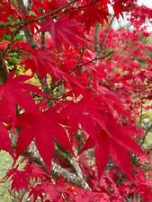 Graines acer palmatum d'occasion  Sabres