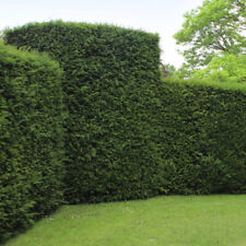 English yew hedging for sale  UK