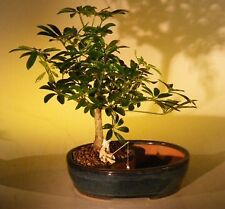 Hawaiian umbrella bonsai for sale  Patchogue