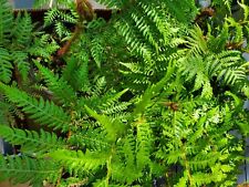 Australian tree fern for sale  Saint Petersburg